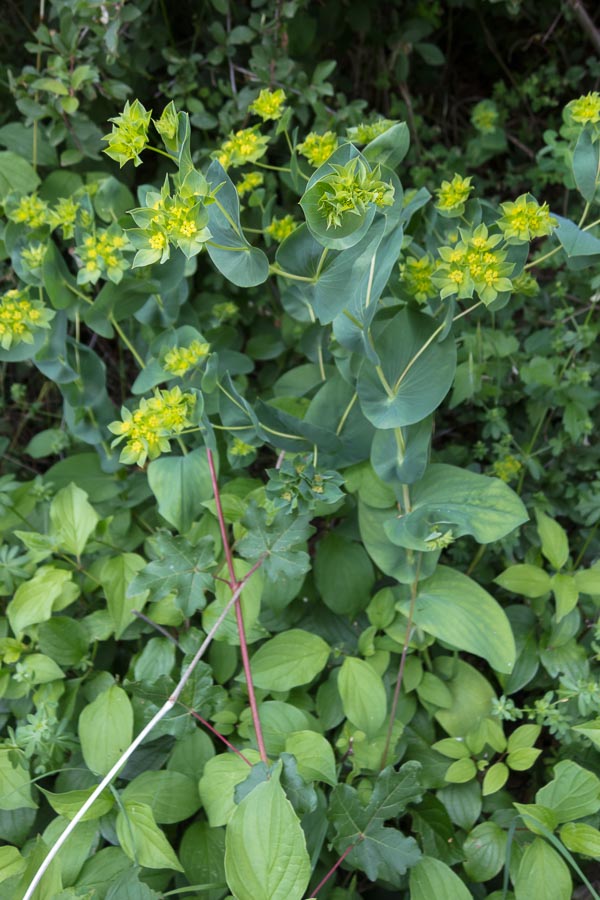 Bupleurum rotundifolium